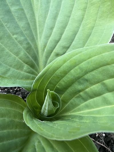 leaf