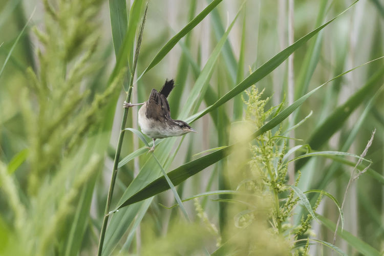 View of a bird on a land