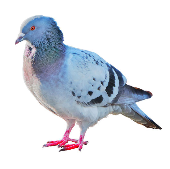 Close-up of pigeon perching on white background