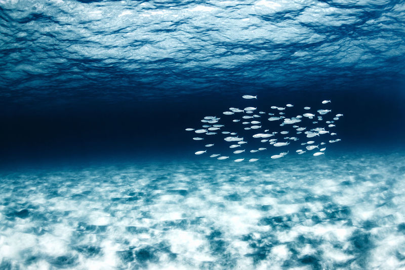 School of white fish swimming together in blue crystal clear water of sea