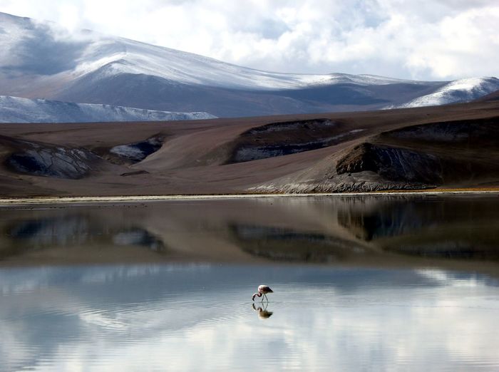 Flamingo on lake with reflection of mountain