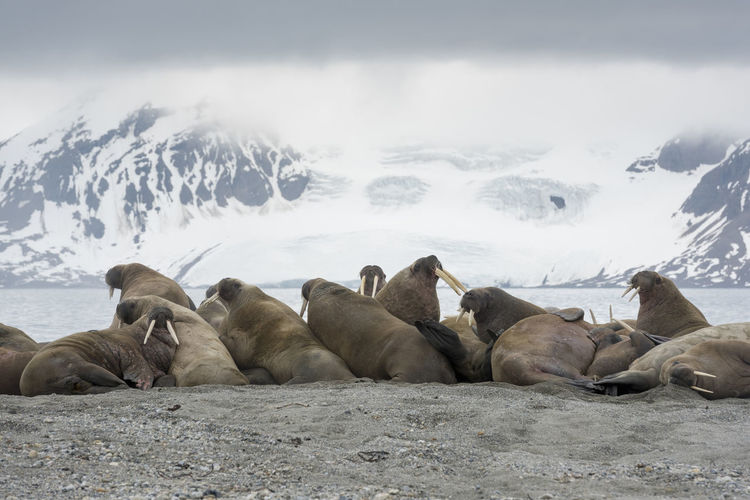 Walrus colony at sarstangen on prince carls forland, on the west coast of svalbard.
