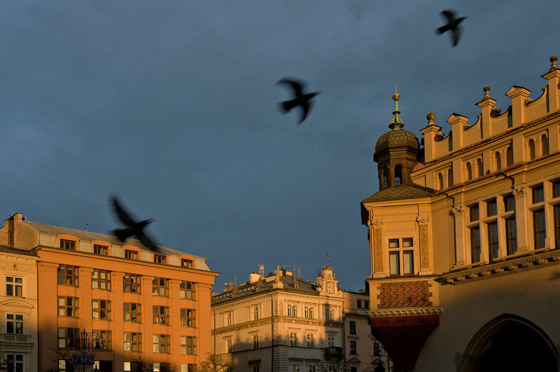 Low angle view of birds flying against buildings in city
