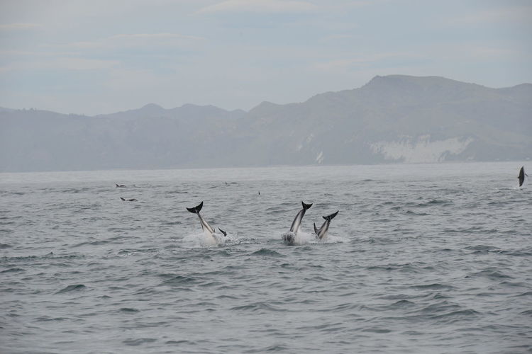 View of birds swimming in sea