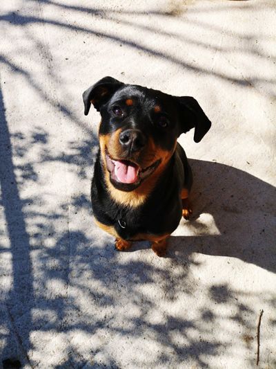 High angle portrait of a dog