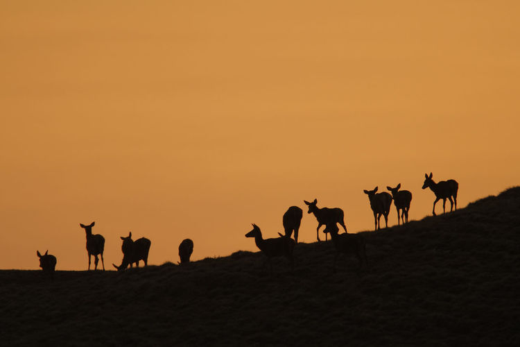 Silhouettes of the red deer in the mountains during sunset
