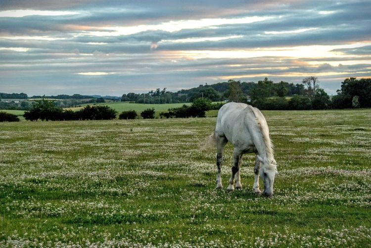 Horse grazing on grassy field against cloudy sky