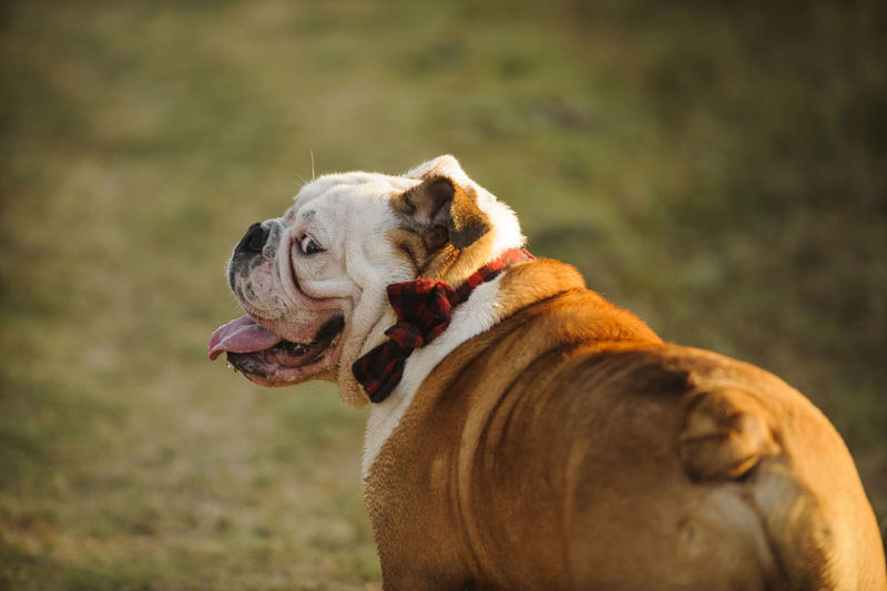 English bulldog sticking out tongue on field