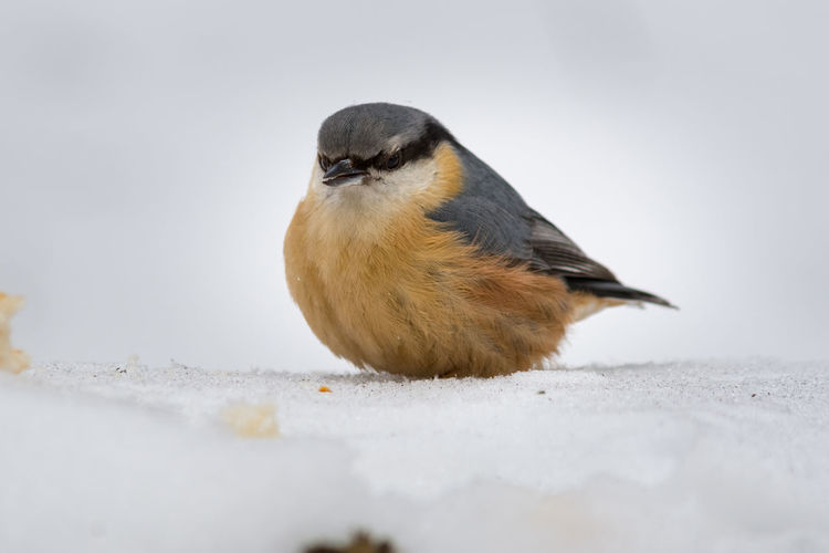 Little robin froze in winter