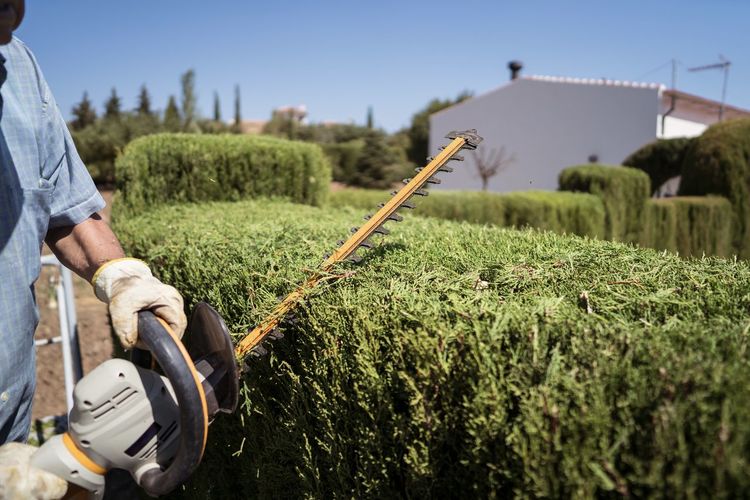 Side view of crop senior male gardener in casual clothes using electric hedge trimmer while standing on scaffolding and pruning green thuja trees during work against cloudless blue sky in countryside