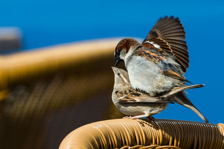Close-up of sparrows mating on chair