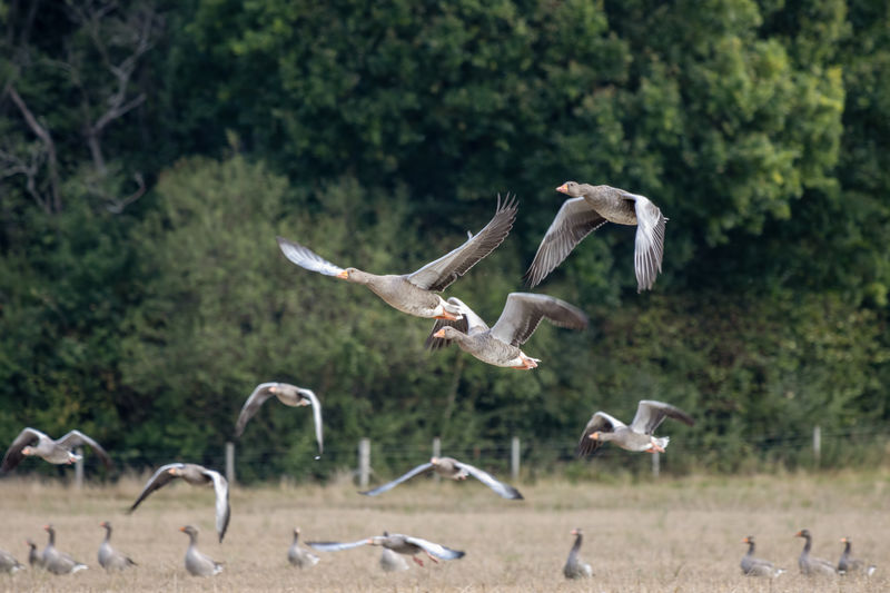 Seagulls flying over a field