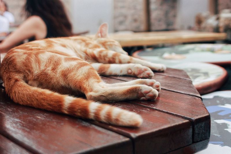 Close-up of cat sleeping