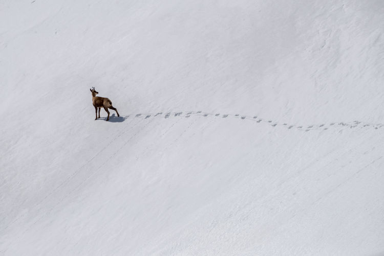 High angle view of chamois on snow covered land
