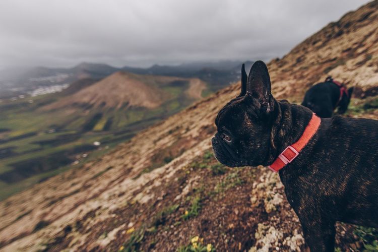 Dog in a mountain