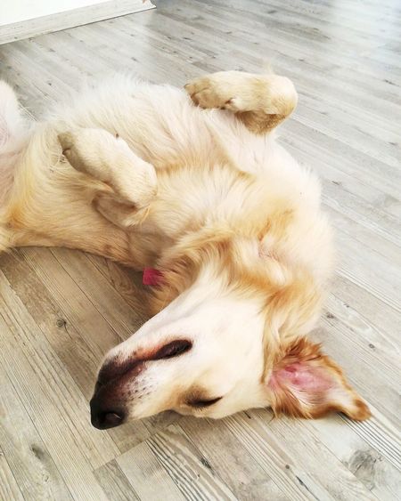 High angle view of dog sleeping on wooden floor