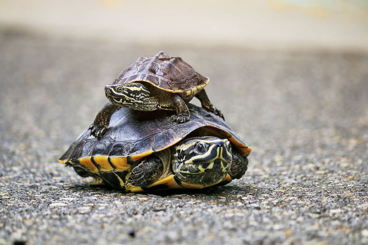The turtles are walking in the sunlit streets.