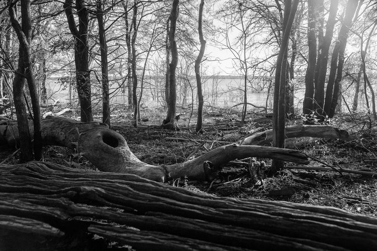 Bare trees in forest