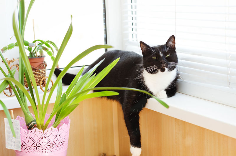 Portrait of black cat on potted plant