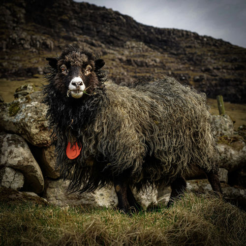 Portrait of sheep in faroe islands