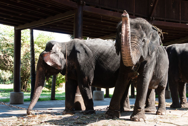 Elephant in stable