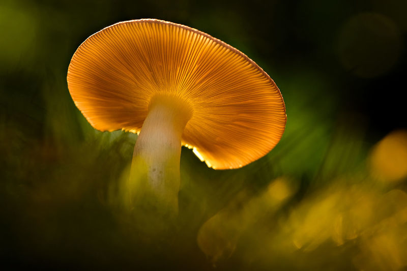 Close up, yellow mushrooms in the middle of the grass