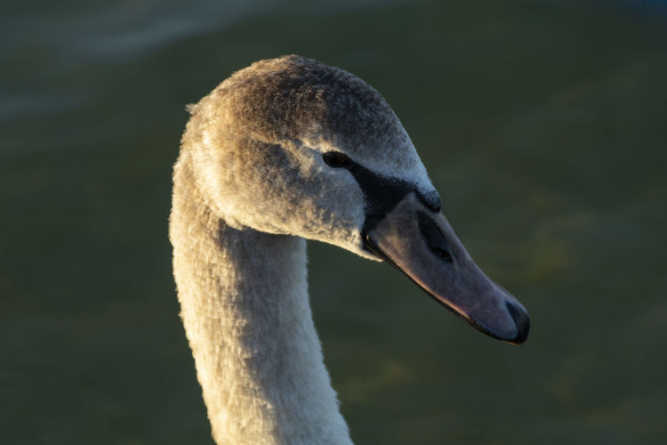 Close-up of swan