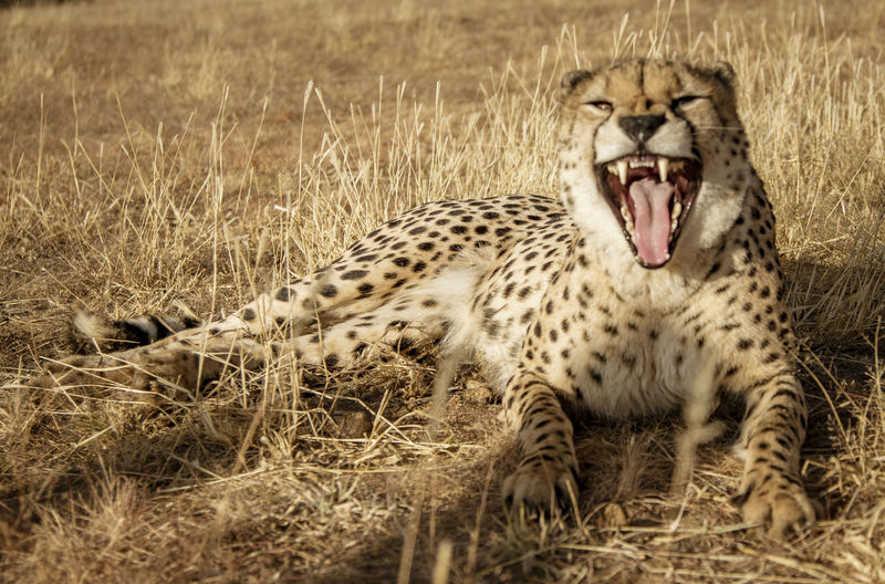 Cheetah yawning on grassy field