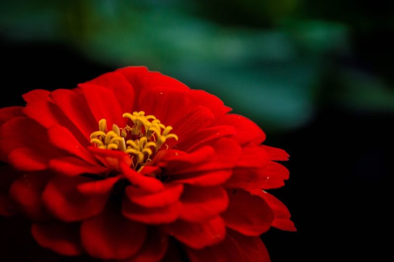 Close-up of red flower blooming