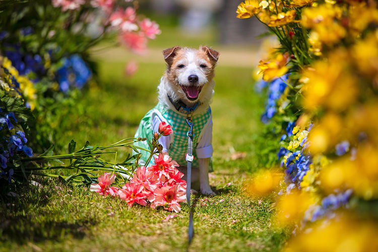 Dog running on flower