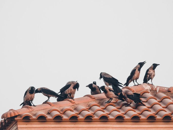 Low angle view of birds on roof against clear sky
