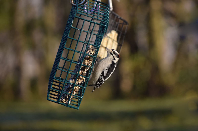 Close-up of bird  on feeder