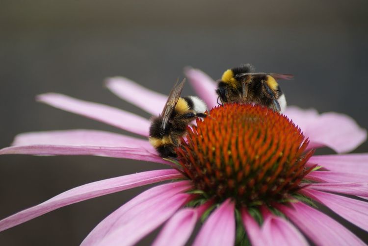 Close-up of bumblebees on eastern purple coneflower