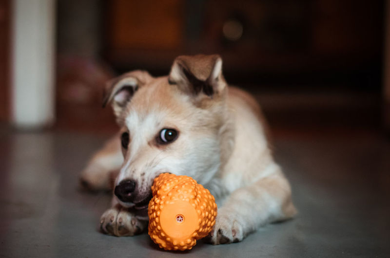 Portrait of a dog on floor at home