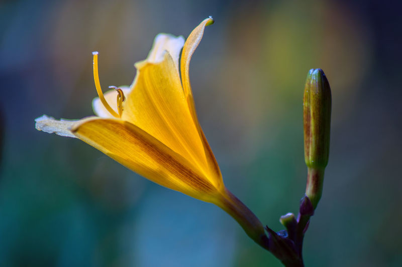 Close-up of yellow flower and bud