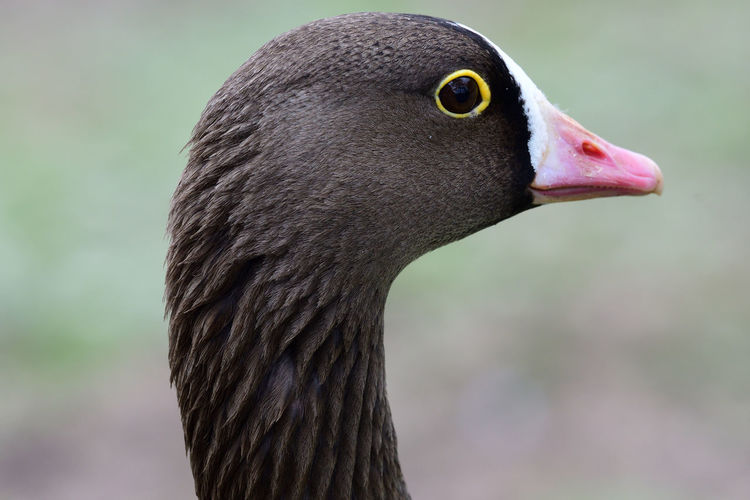 Head shot of a lesser white fronted goose 