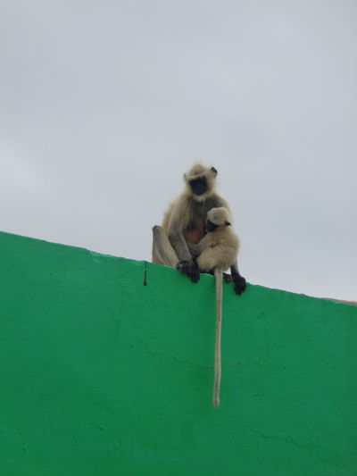 Low angle view of monkey sitting on green wall against sky