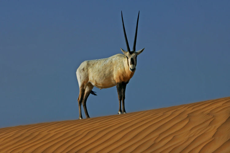 Deer standing on desert against clear sky