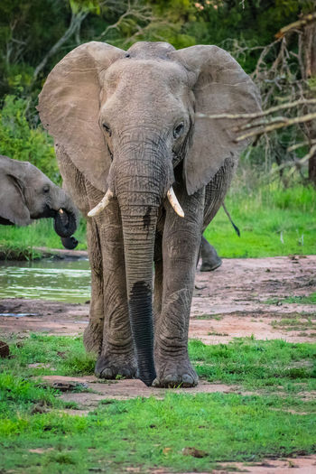 Elephant in park