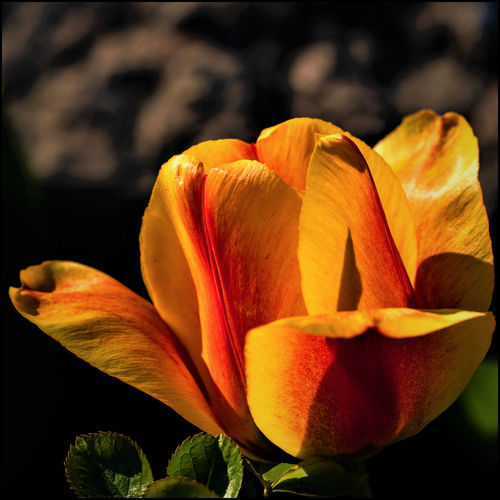 Close-up of orange rose flower