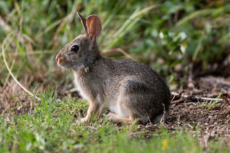Close-up of an animal on field