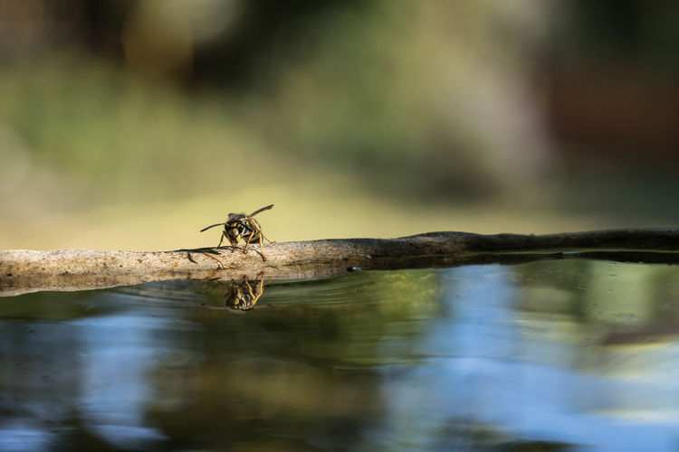Close-up of insect on lake