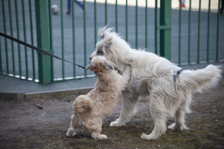 Dogs for a walk walk and fight. playful dogs met in the city. animal to meet a friend. 