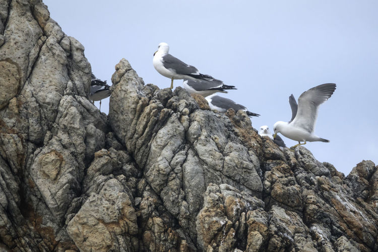 Low angle view of birds perching on rock formation against sky