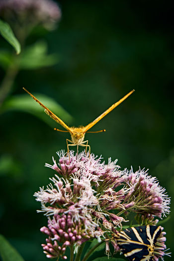 Close-up of butterfly pollinating on purple flower