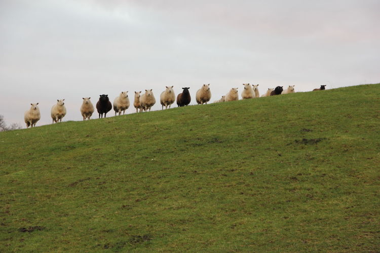 Sheep in  field