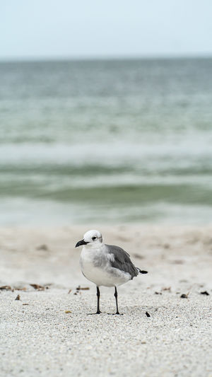 Seagulls on beach