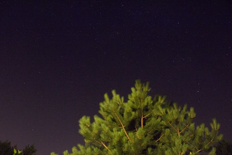 Low angle view of tree against sky at night