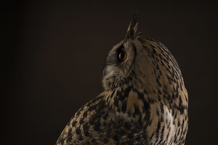 A turkmenian eagle owl bubo bubo turcomanus profile of the head studio shot with brown background