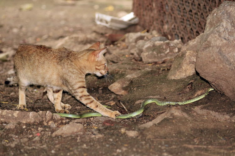 Predator cats are fighting with green snakes